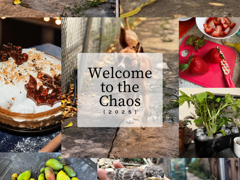 Welcome to the&nbsp;Chaos!