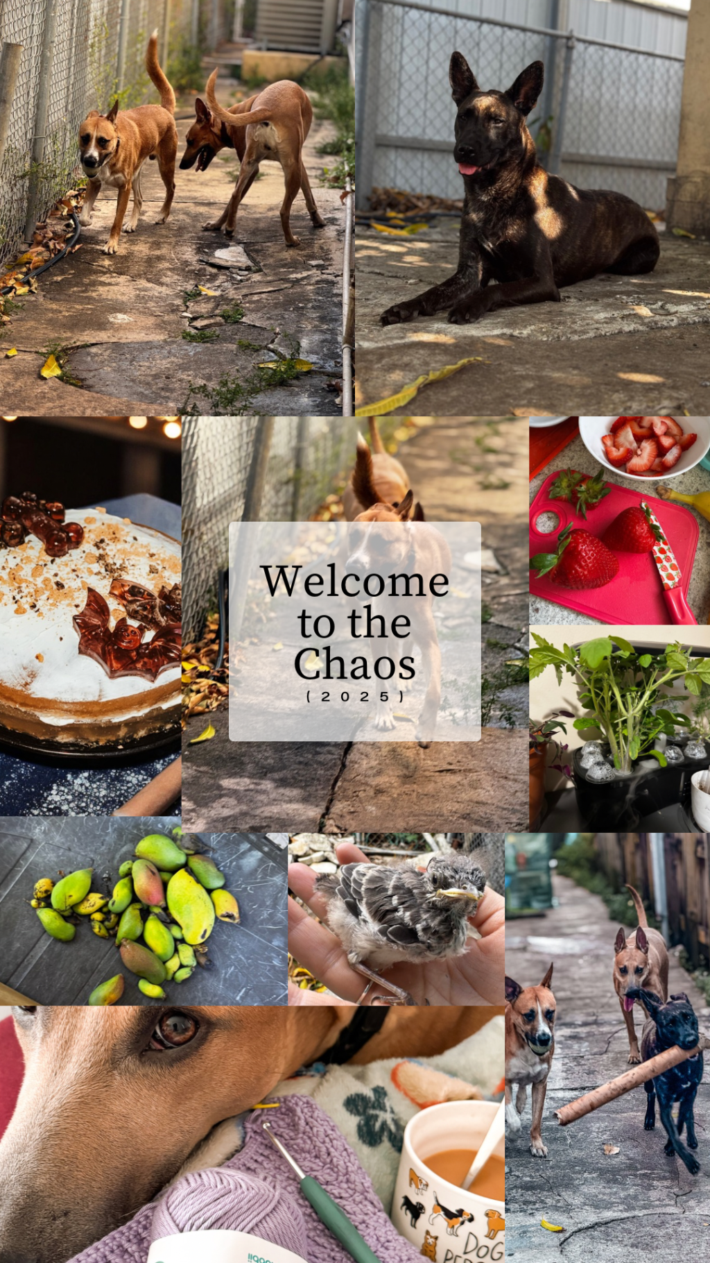 Welcome to the&nbsp;Chaos!