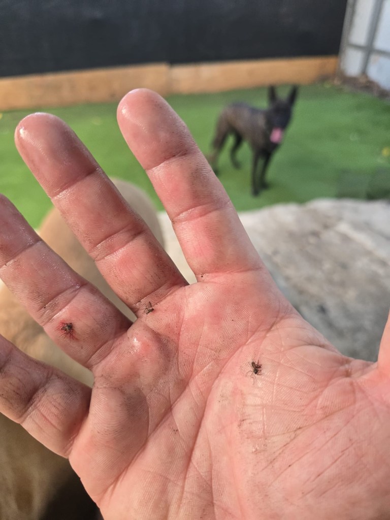 3 mosquitoes unalived on the palm of a hand