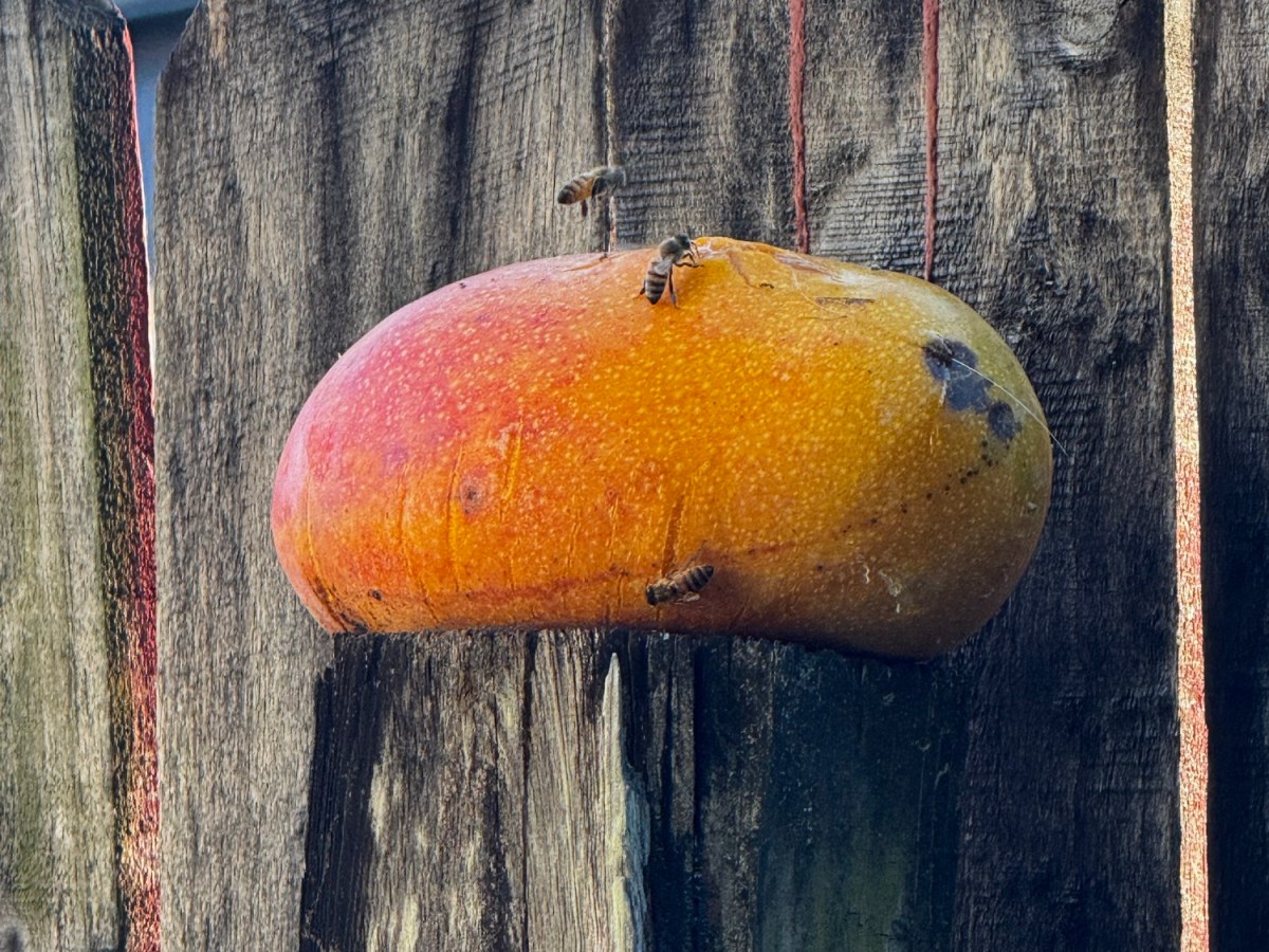 Where Are the Bees? A Garden Worry in Bloom 