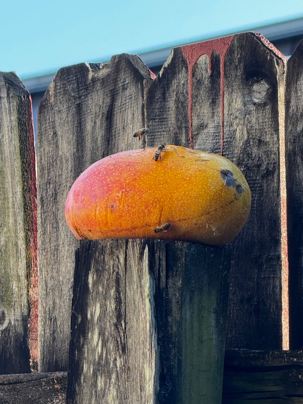 Where Are the Bees? A Garden Worry in Bloom 